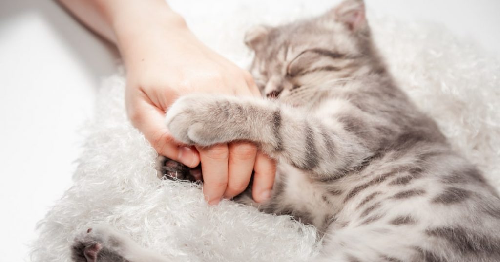 猫　飼い方