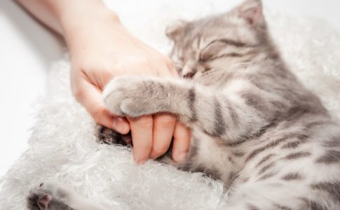 猫　飼い方