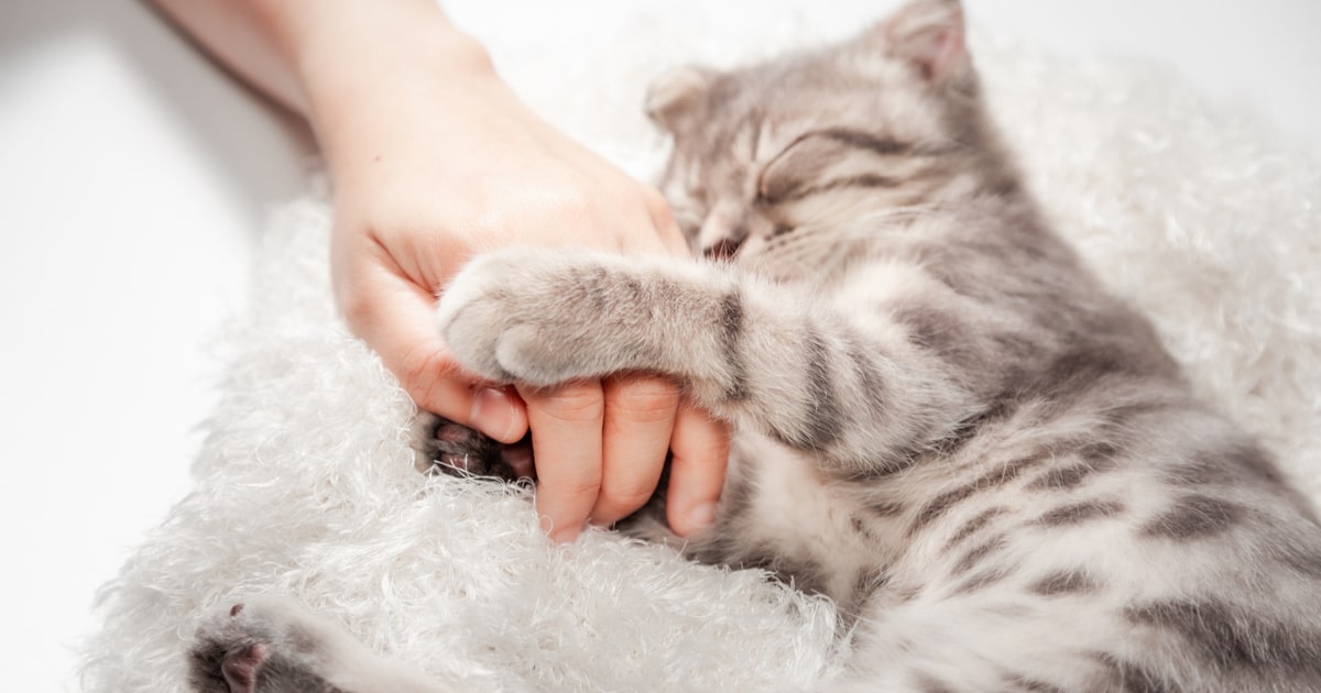 猫　飼い方